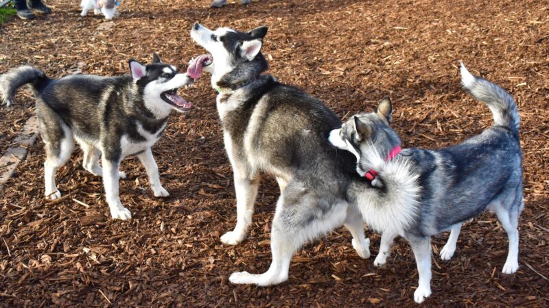 Rock Creek Dog Park - Portland, OR