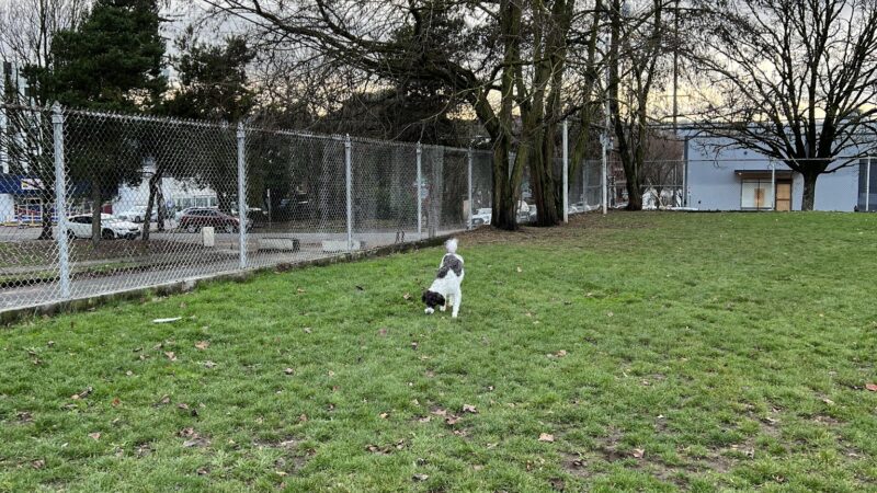 Washington High School Dog Park - Portland, OR