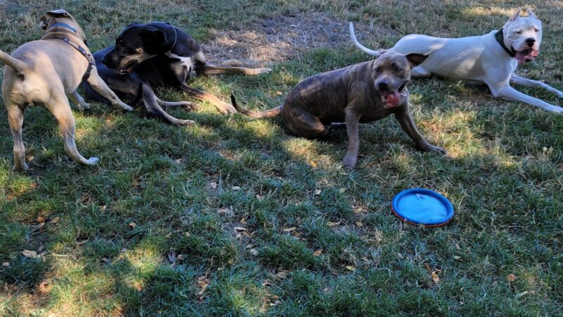 Washington High School Dog Park - Portland, OR