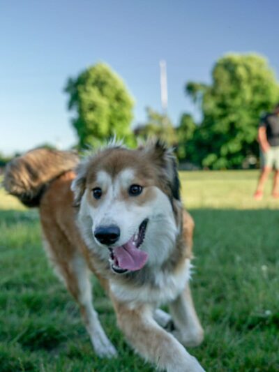 Washington High School Dog Park - Portland, OR