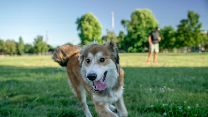Washington High School Dog Park - Portland, OR