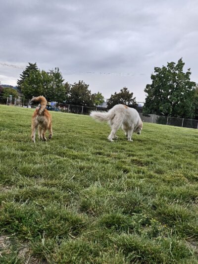 Washington High School Dog Park - Portland, OR