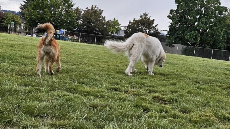 Washington High School Dog Park - Portland, OR