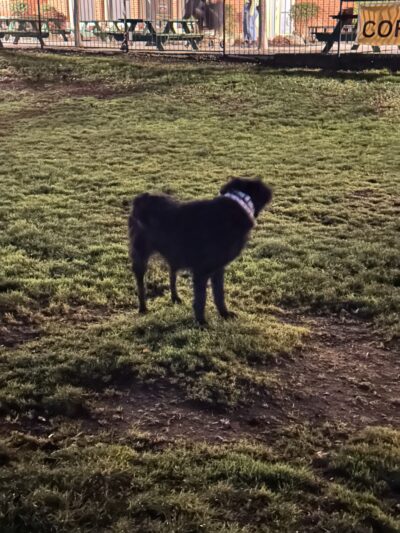 Washington High School Dog Park - Portland, OR