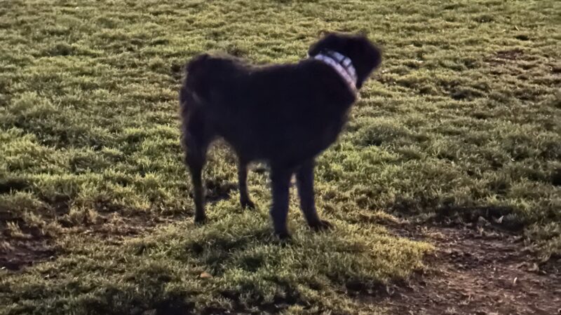 Washington High School Dog Park - Portland, OR