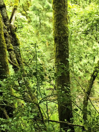 West Slope Park - Portland, OR