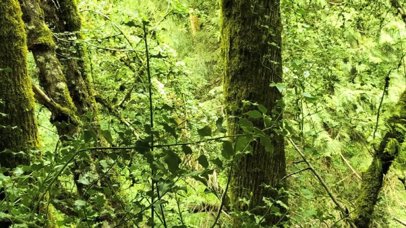 West Slope Park - Portland, OR