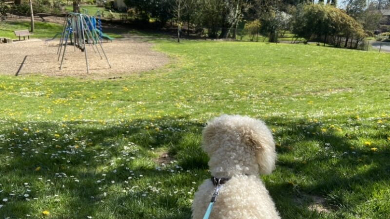 West Slope Park - Portland, OR