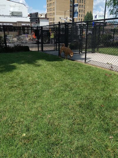 Spock Memorial Dog Park - Portsmouth, OH