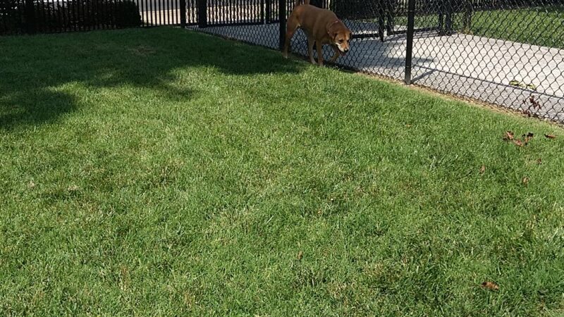 Spock Memorial Dog Park - Portsmouth, OH