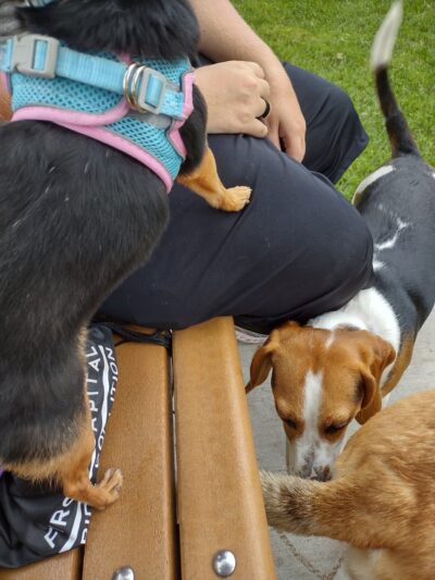 Spock Memorial Dog Park - Portsmouth, OH
