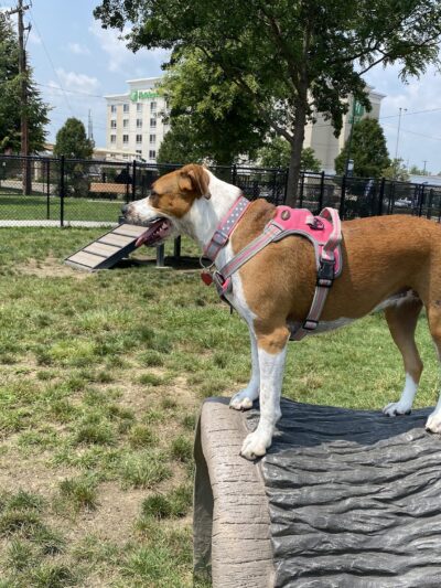 Spock Memorial Dog Park - Portsmouth, OH