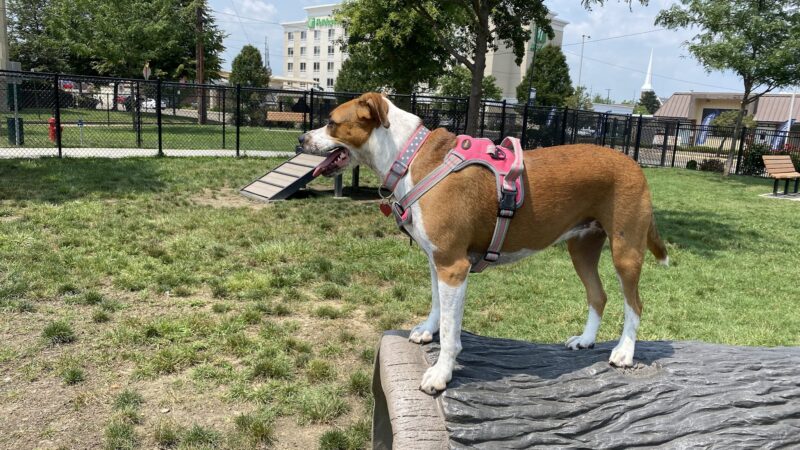 Spock Memorial Dog Park - Portsmouth, OH