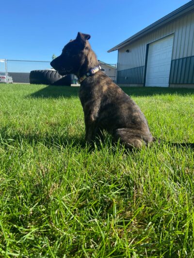 Camp K-9 - Post Falls, ID
