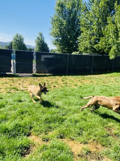 Camp K-9 - Post Falls, ID