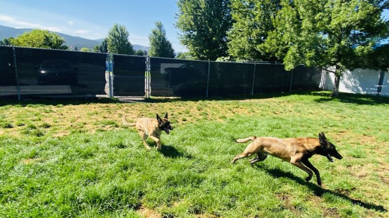 Camp K-9 - Post Falls, ID