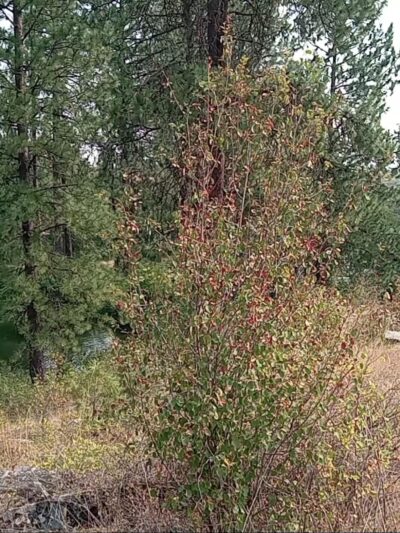 Falls Park - Post Falls, ID