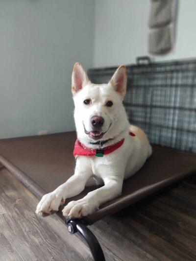 Method K9, LLC - Post Falls, ID