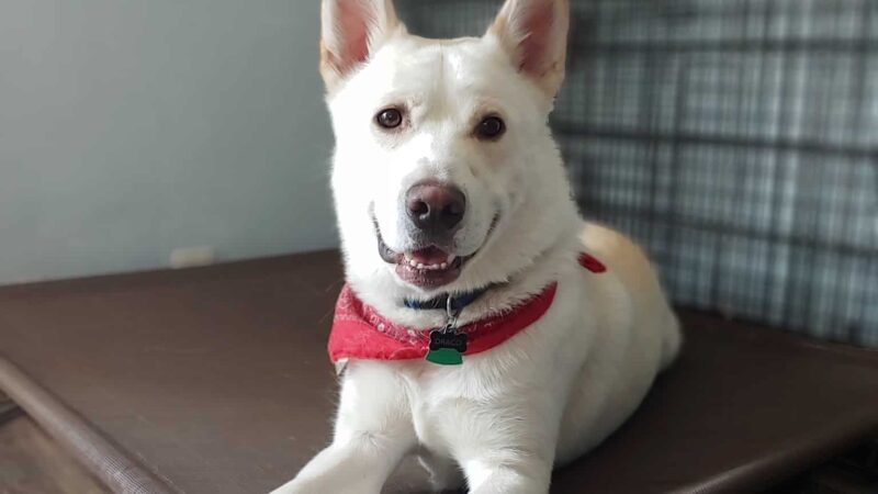 Method K9, LLC - Post Falls, ID