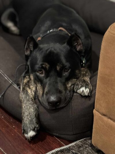 Method K9, LLC - Post Falls, ID