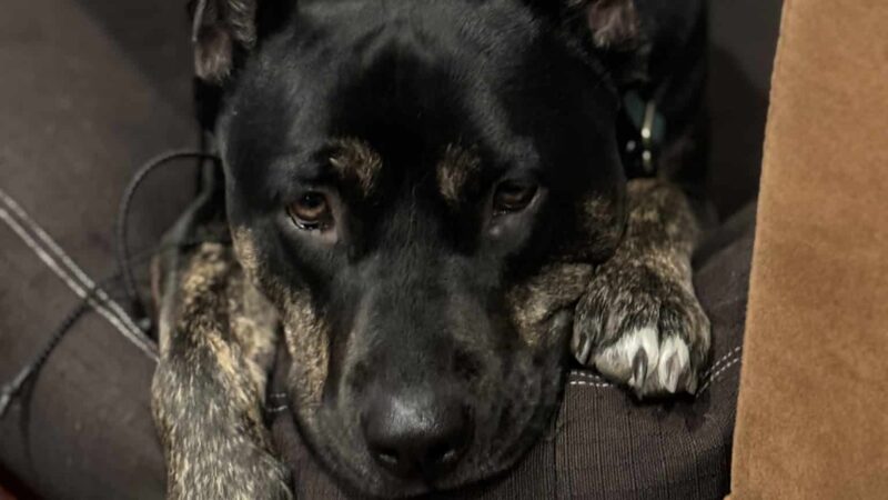 Method K9, LLC - Post Falls, ID