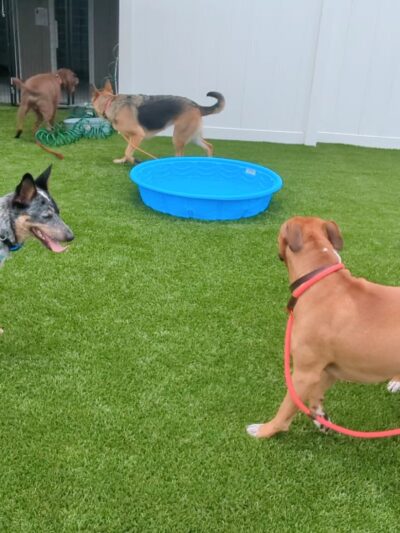 Paws N Brews - Post Falls, ID