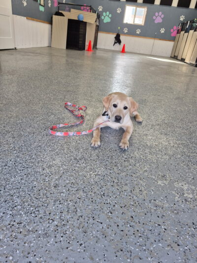 Paws N Brews - Post Falls, ID