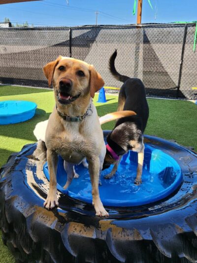 Paws N Brews - Post Falls, ID