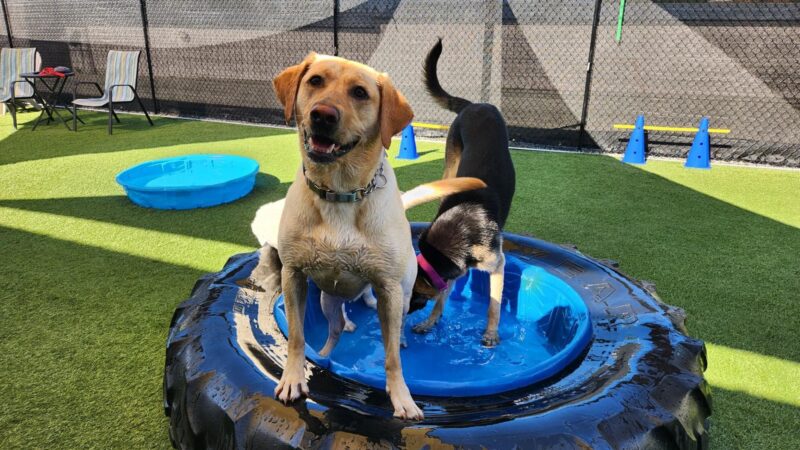 Paws N Brews - Post Falls, ID