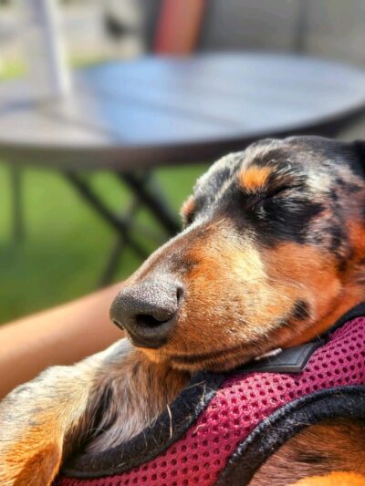 Paws N Brews - Post Falls, ID