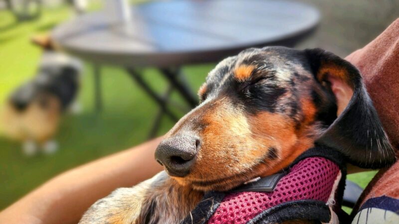 Paws N Brews - Post Falls, ID