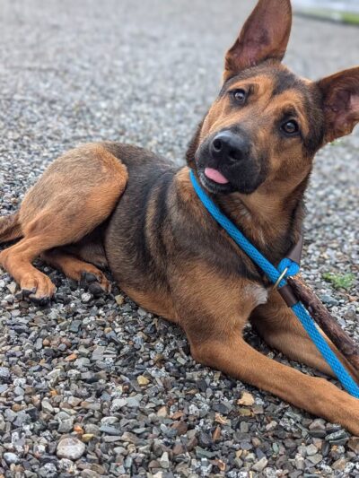 Paws N Brews - Post Falls, ID