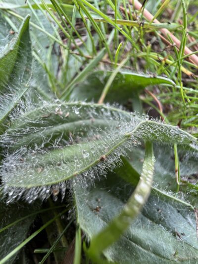Stateline Park - Post Falls, ID