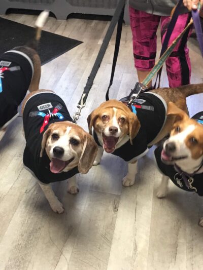 Baileybones Canine Bakery - Pottsville, PA