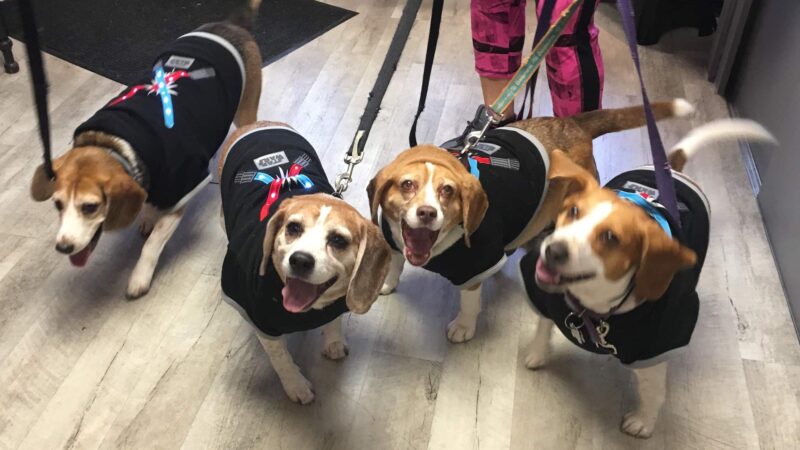 Baileybones Canine Bakery - Pottsville, PA
