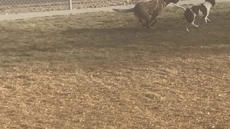 Wiggly Field Off-Leash Dog Park - Powell, WY