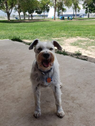Wiggly Field Off-Leash Dog Park - Powell, WY