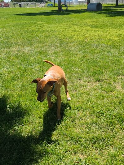 Wiggly Field Off-Leash Dog Park - Powell, WY