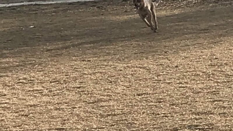Wiggly Field Off-Leash Dog Park - Powell, WY