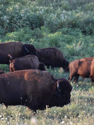 Neal Smith National Wildlife Refuge - Prairie City, IA
