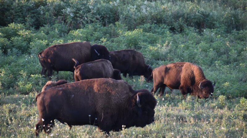 Neal Smith National Wildlife Refuge - Prairie City, IA