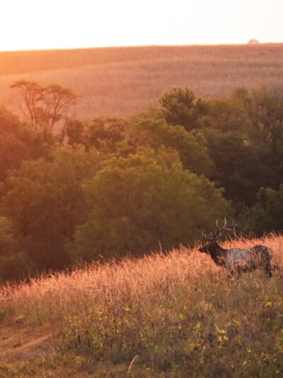 Neal Smith National Wildlife Refuge - Prairie City, IA