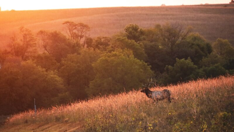 Neal Smith National Wildlife Refuge - Prairie City, IA