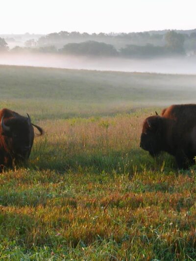 Neal Smith National Wildlife Refuge - Prairie City, IA