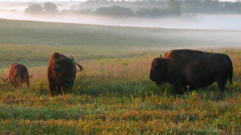 Neal Smith National Wildlife Refuge - Prairie City, IA