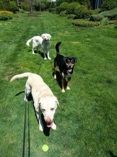 Prancing Paws of NJ - Dog walking Services - ,