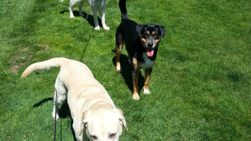 Prancing Paws of NJ - Dog walking Services - ,