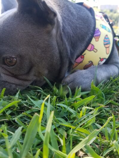 Prancing Paws of NJ - Dog walking Services - ,