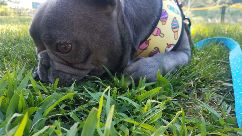 Prancing Paws of NJ - Dog walking Services - ,