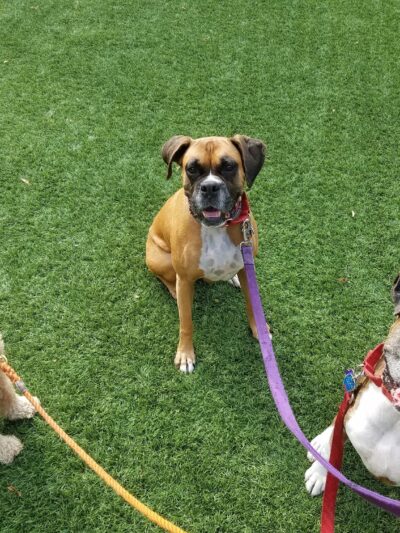 Prancing Paws of NJ - Dog walking Services - ,